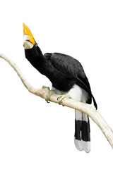 Rangkong/ Enggang Badak