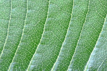Plumeria leaf close-up