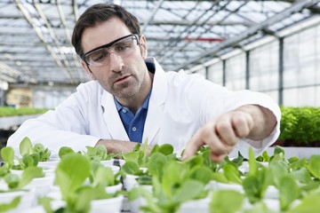 Germany, Bavaria, Munich, Scientist in greenhouse examining corn salad plants