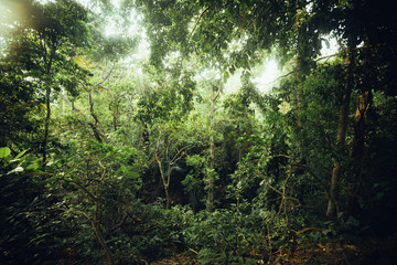 Tropical forest