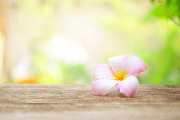 Fototapeta premium Frangipani flower on wooden table