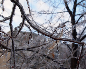 Ice On Tree Branches