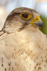 faucon pèlerin
