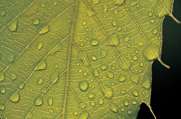 Obraz premium 풀잎에 맺힌 이슬