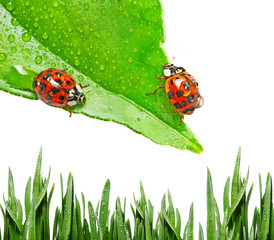 ladybugs