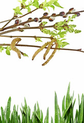 Obraz premium spring branch and green grass