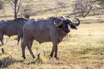 Obraz premium Wild African Buffalo.Kenya, Africa