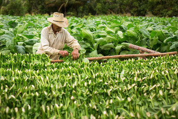 Tobacco farmers collect tobacco leaves - 79999499