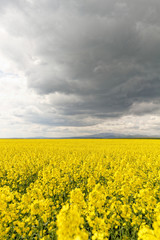 Obraz premium Colza field