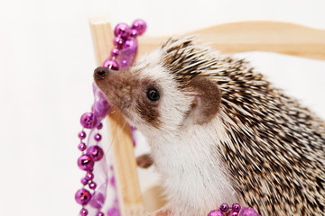 A cute little hedgehog - ( African white- bellied hedgehog )