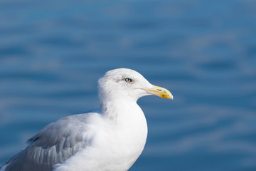Seagull