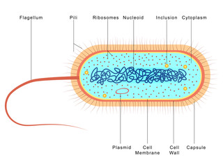 Anatomy of Bacteria