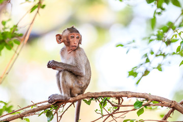 Little Monkey (Crab-eating macaque) on tree in Thailand