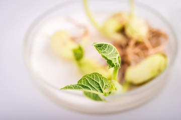 workplace on laboratory for  biotecnology testing of sprouts.