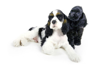 귀여운 애완동물