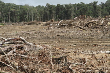 déforestation en amazonie