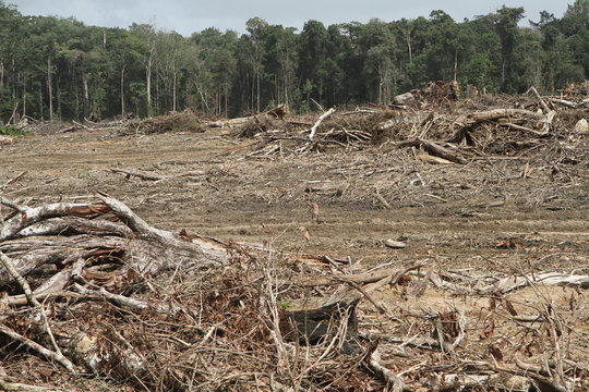 d&eacute;forestation en amazonie