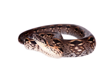 Madagascar or Malagasy ground boa on white