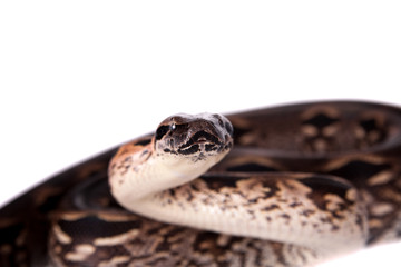 Madagascar or Malagasy ground boa on white