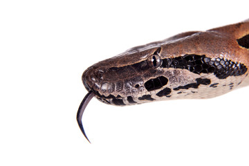 Fototapeta premium Madagascar or Malagasy ground boa on white