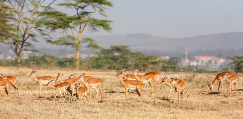 antelope on a background of grass