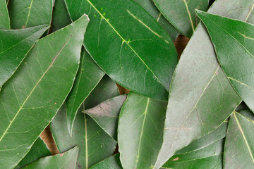 Background of bay leaves.