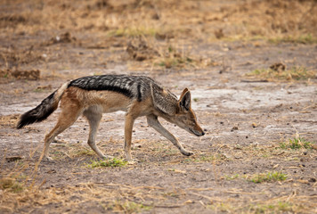 Black-backed jackal at Kalahari desert in Botswana, Africa