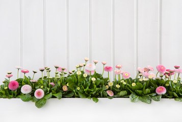 Country Style Hintergrund Holz in weiß mit rosa Blumen