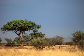 Botswana landscape, Kalahari desert, southern Africa