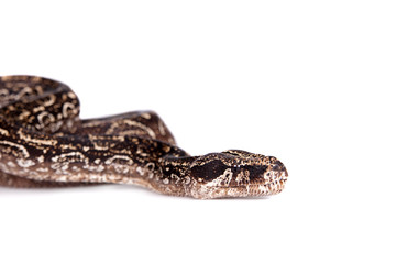 Leopard Argentine Boa on white background.