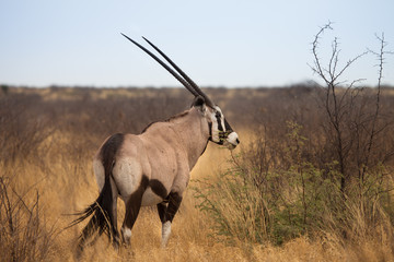 Oryx gazelle Kalahari Desert, Botswana, Africa