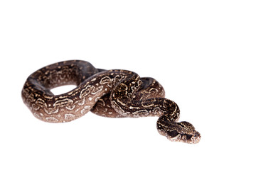 Fototapeta premium Leopard Argentine Boa on white background.
