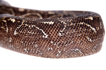 Leopard Argentine Boa on white background.