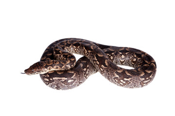 Dumerils Ground Boa on white