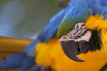 Portrait of a Blue-and-yellow Macaw (Ara ararauna)