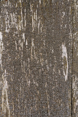 Grunge old wood texture ideal for background or texture effects