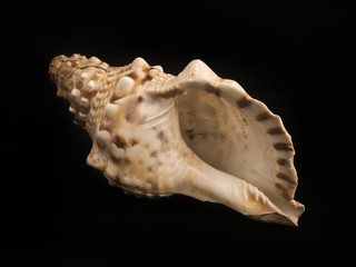 Concha de Caracol  sobre un fondo negro liso y aislado. Vista de frente y de cerca. 