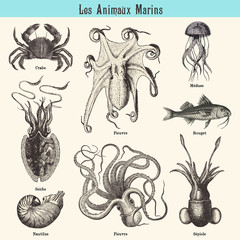Naklejka premium Les Animaux Marins