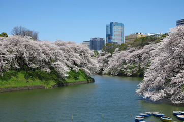 千鳥ヶ淵の桜
