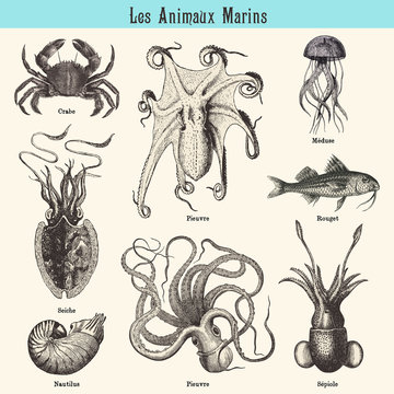 Les Animaux Marins