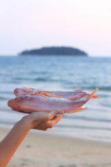 Plate of raw red snapper on ice with sea view background