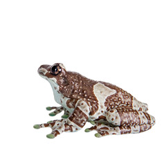 Fototapeta premium Amazon Milk Frog isolated on white