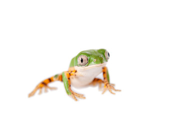 Northern orange-legged leaf frog on white