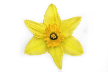 Obraz premium Yellow daffodils isolated on white background