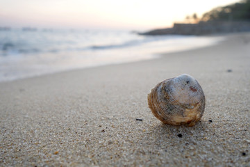 Shell on the beach