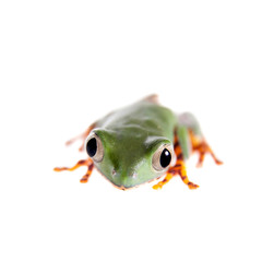 Barred leaf frog isolated on white