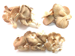 set of mushroom isolated on a background