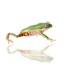 Northern orange-legged leaf frog on white