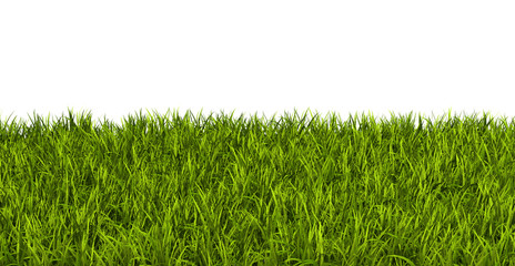 Fototapeta premium Gras, Rasen, Wiese, Ostergras, Sommer, Hintergrund, Vorlage
