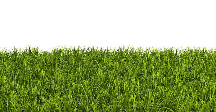 Gras, Rasen, Wiese, Ostergras, Sommer, Hintergrund, Vorlage